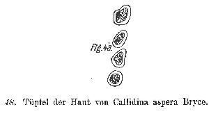 Janson, O (1893): Abhandlungen des naturwissenschaftlichen Vereins zu Bremen 12 